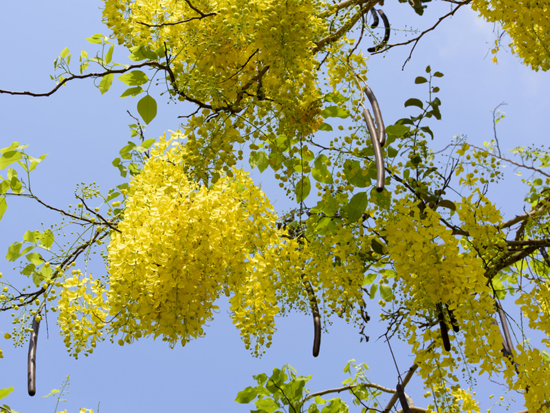 Đặc điểm của cây muồng hoàng yến - cây osaka vàng 1