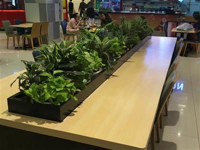 Dự án cung cấp cây cảnh nội thất TTTM Aeon Mall Long Biên